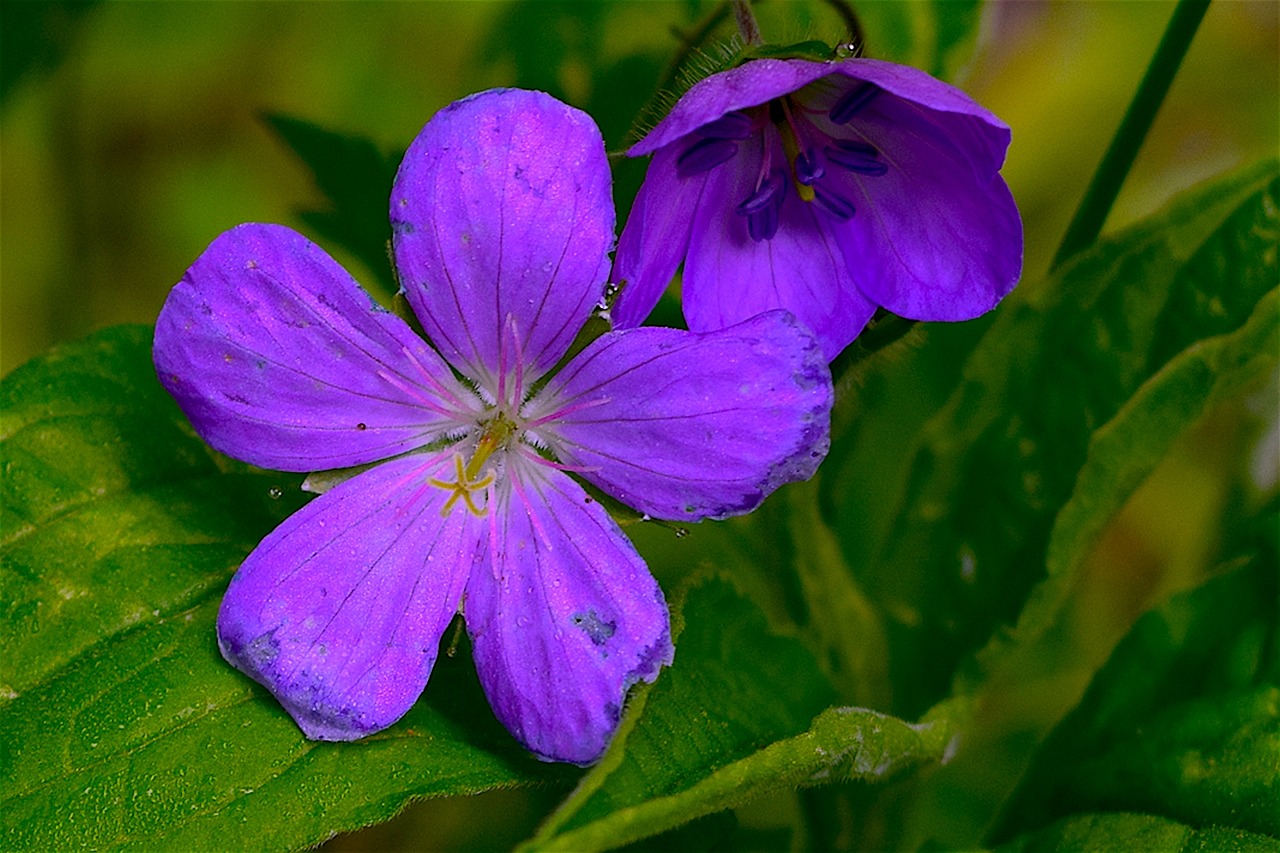 flower purple nature free photo