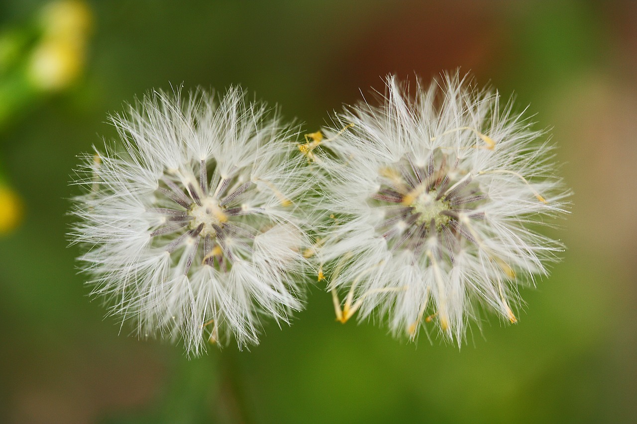 flower feather spring free photo