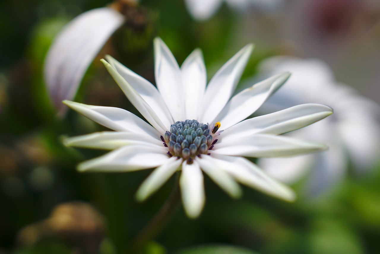 flower plant nature free photo