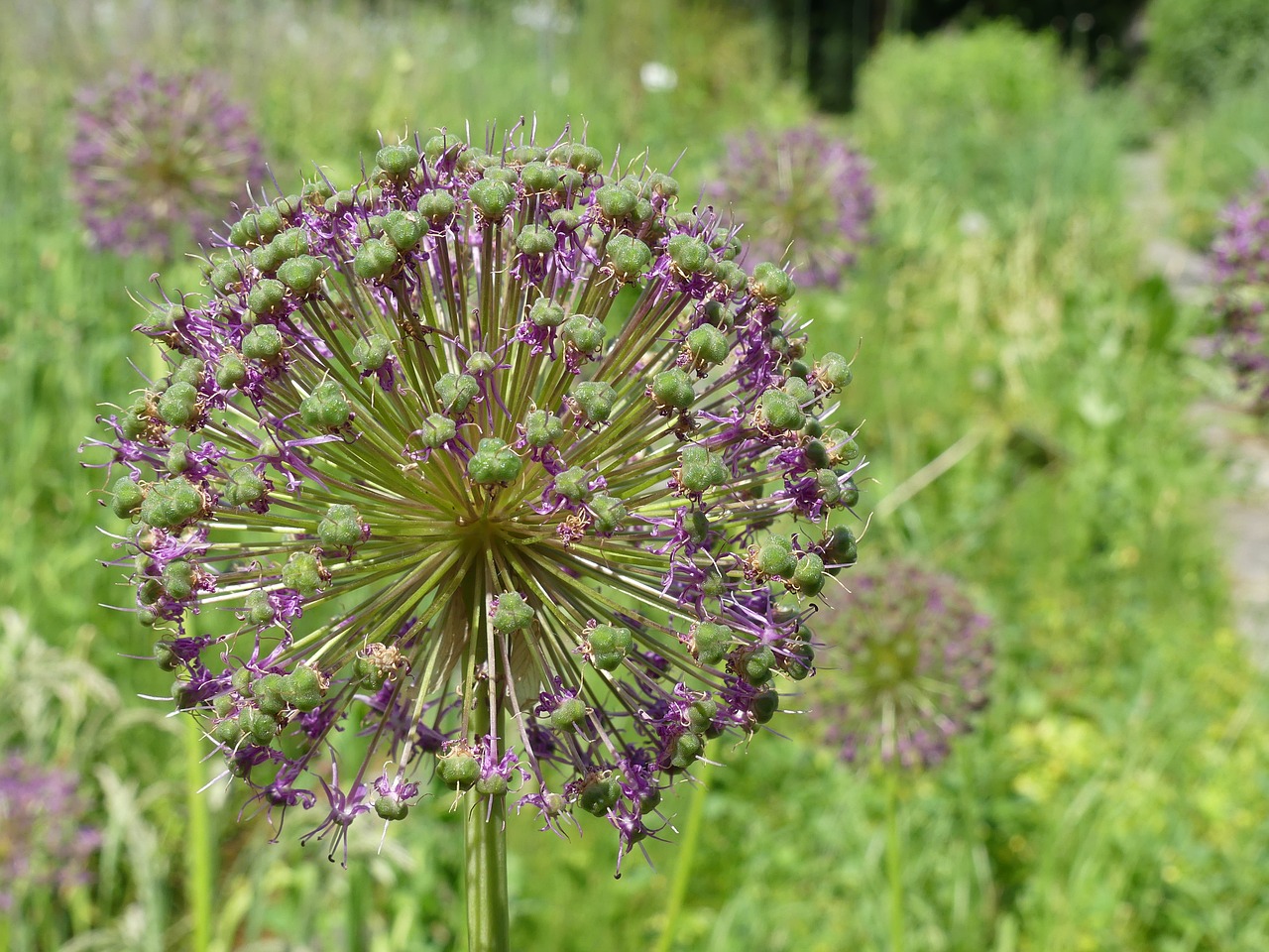 flower violet green free photo