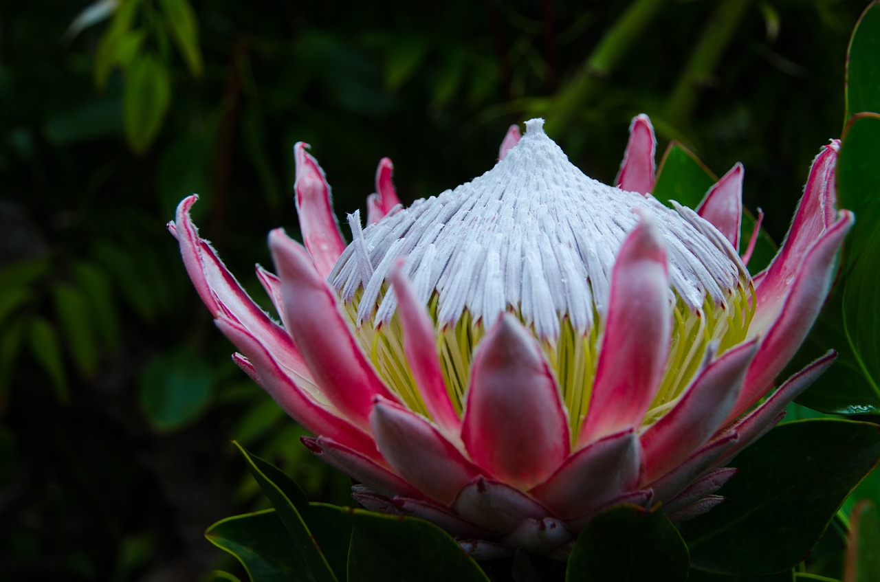 flower yellow pink free photo