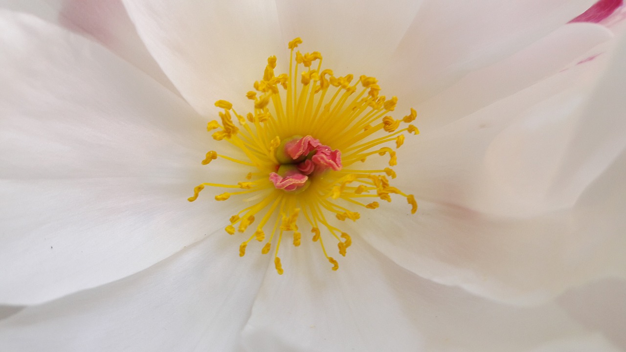 flower pistil peony free photo