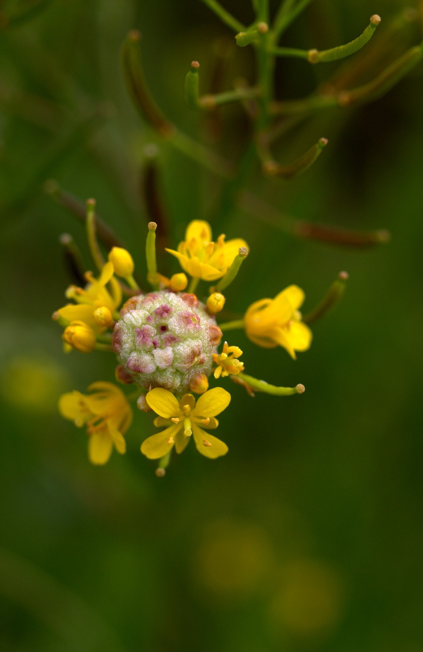 flower yellow petals free photo