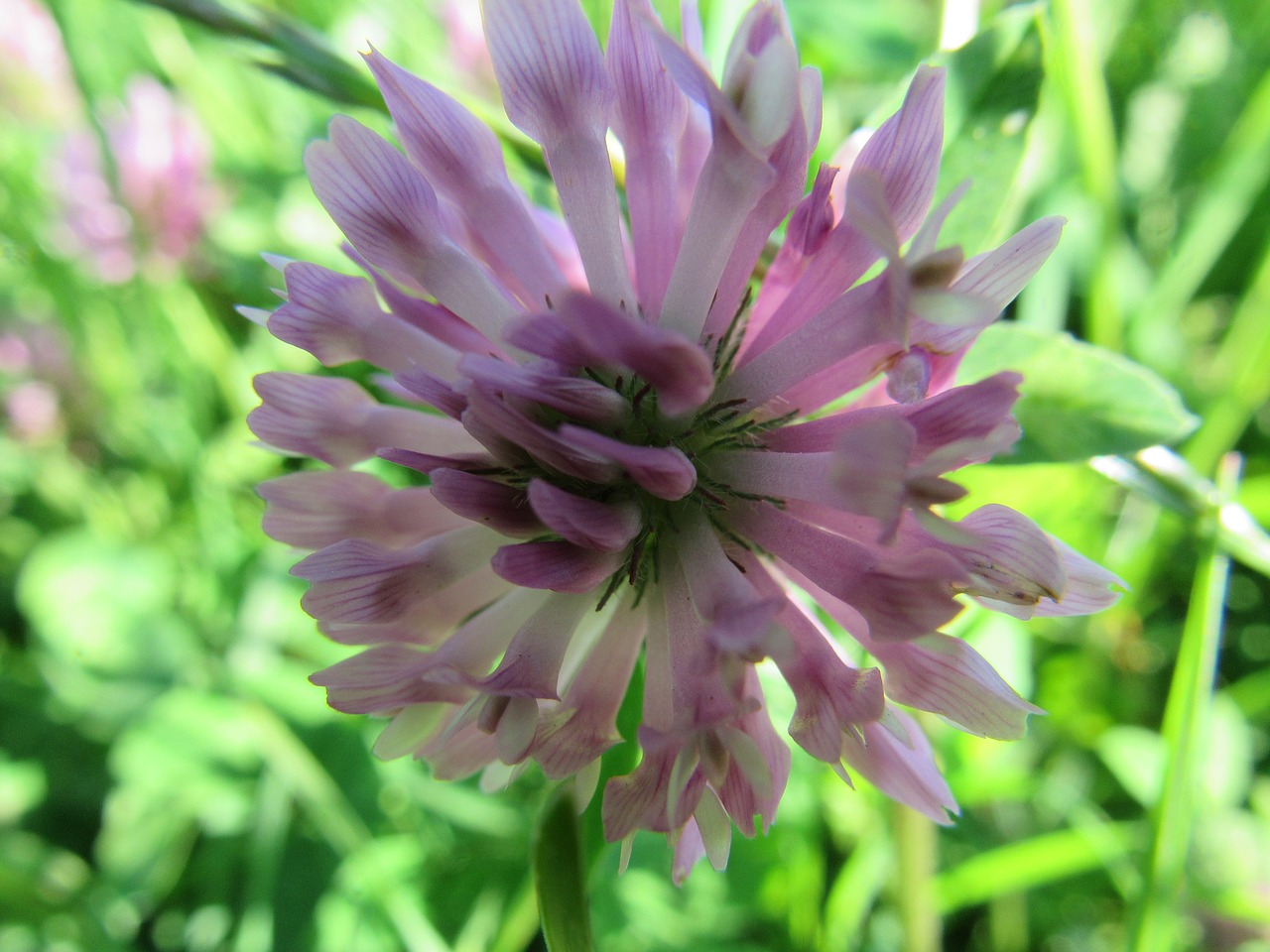 flower red clover spring free photo