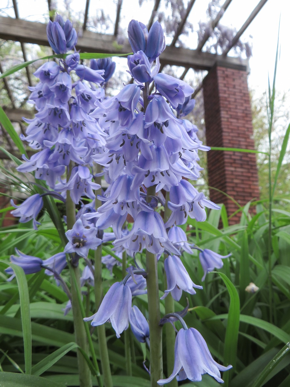 flower plant nature free photo