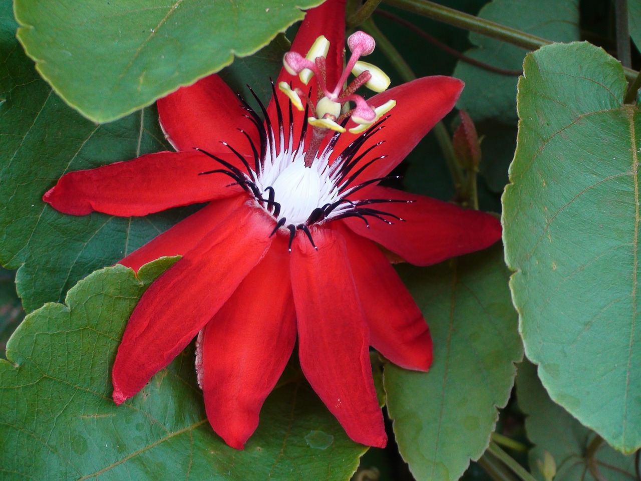 blossom bloom red free photo