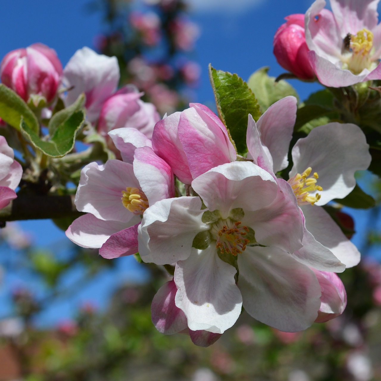 flower apple blossom spring free photo