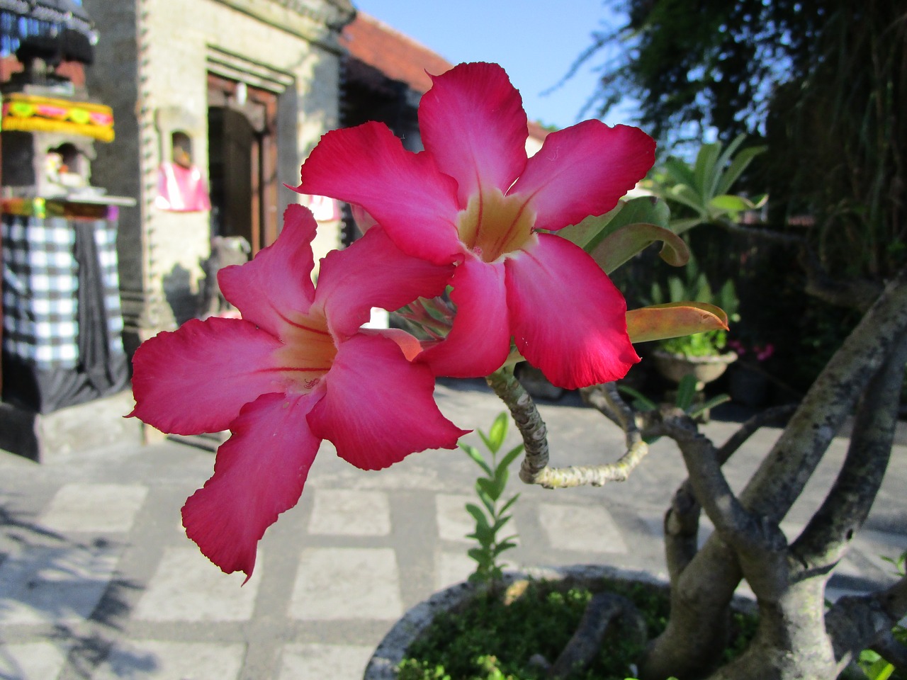 flower adenium bali free photo