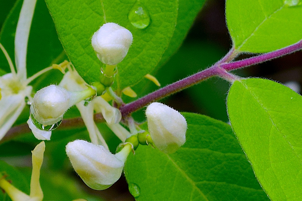 flower white honeysuckle free photo