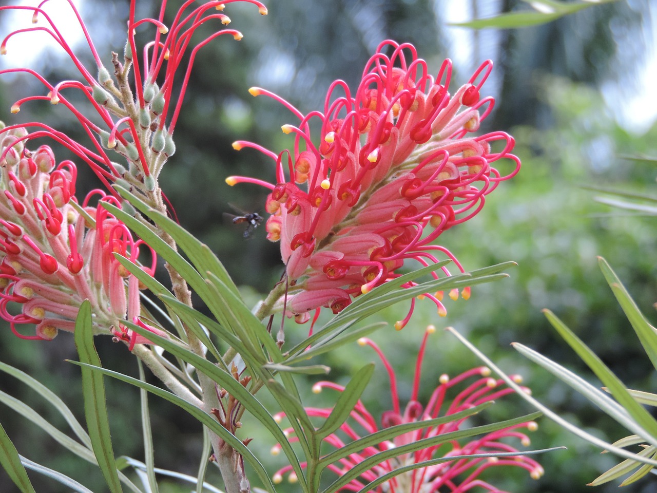 flower garden delicacy free photo