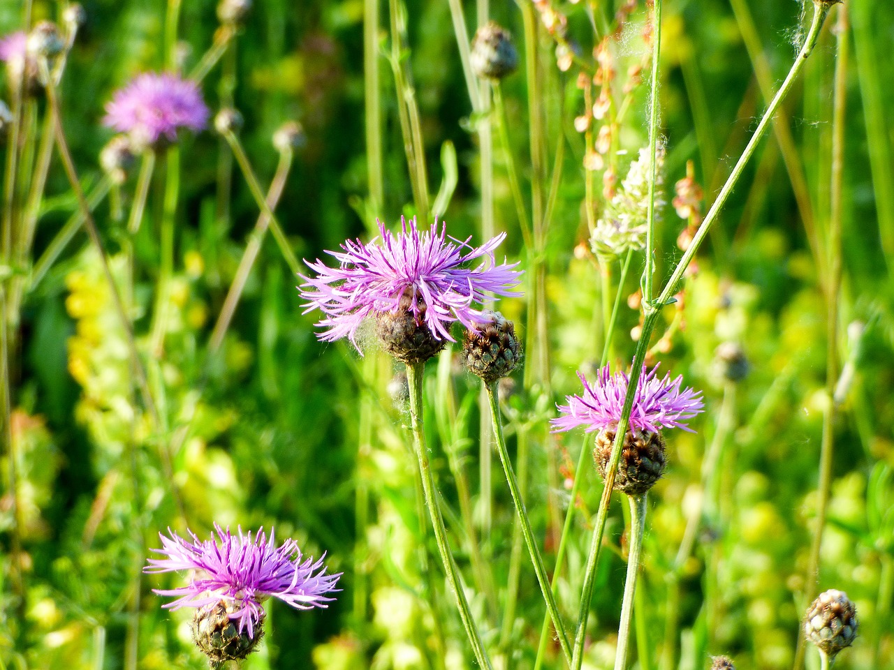 flower wildflower meadow flower free photo