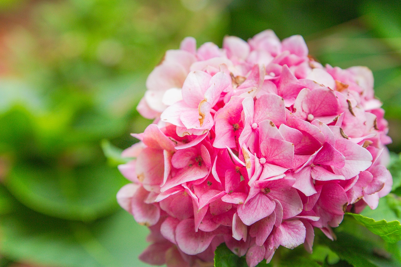 flower hydrangea pink free photo