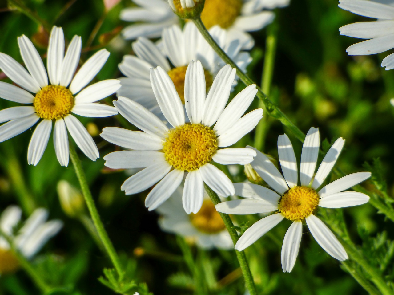 flower nature plant free photo