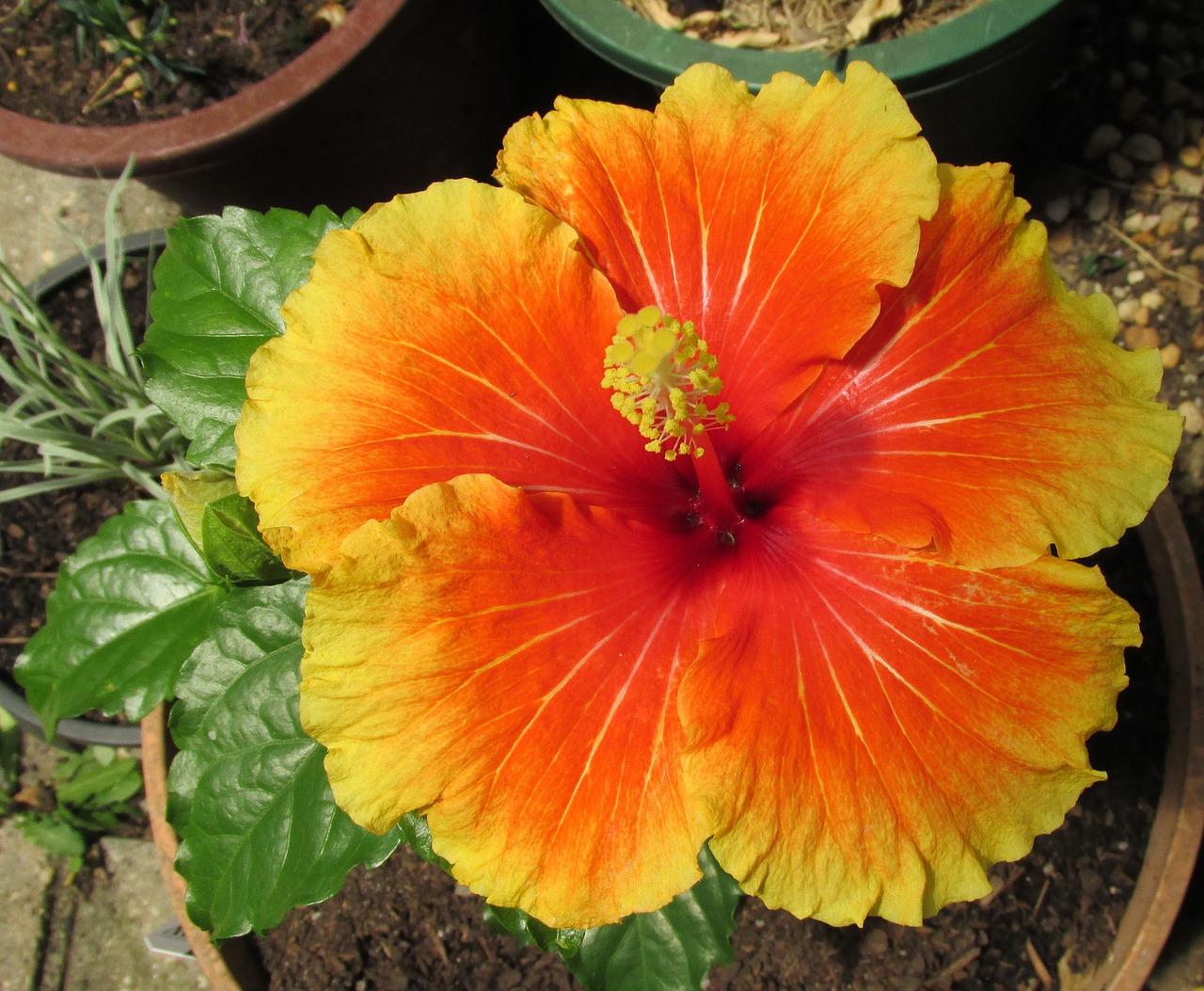 flower hibiscus summer free photo