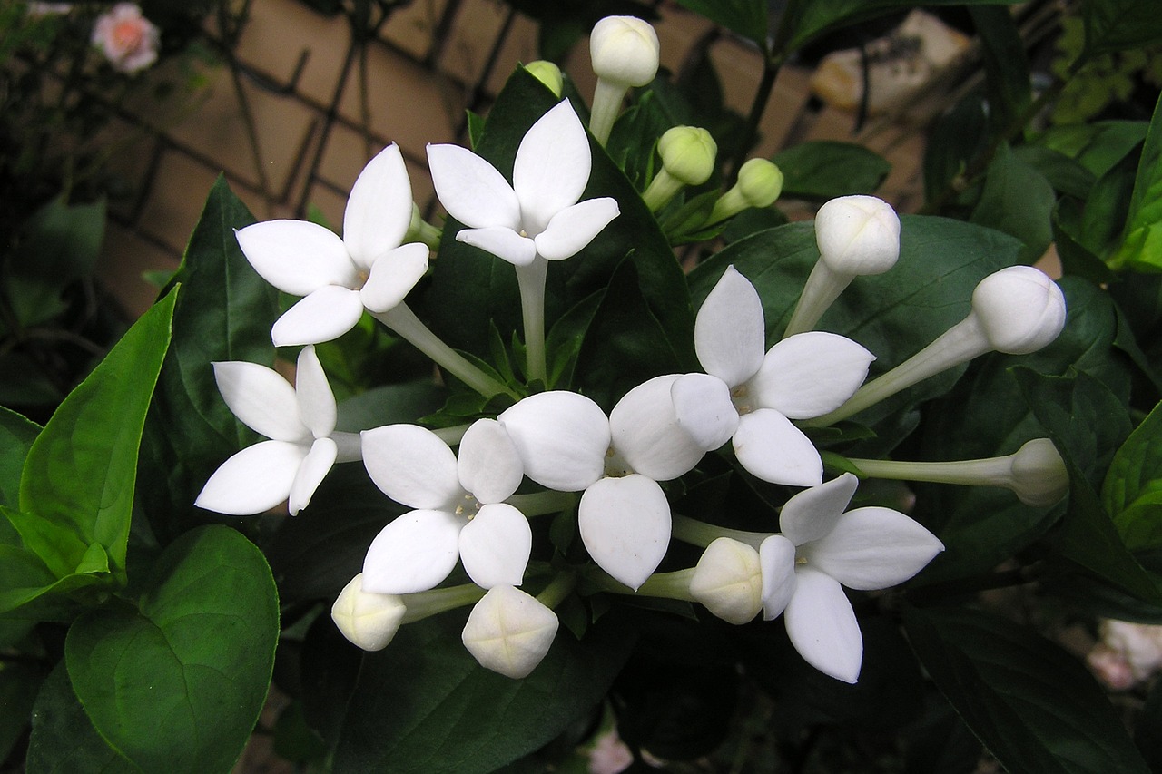 flower perfumed white free photo