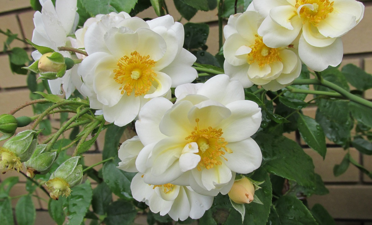 flower small white free photo