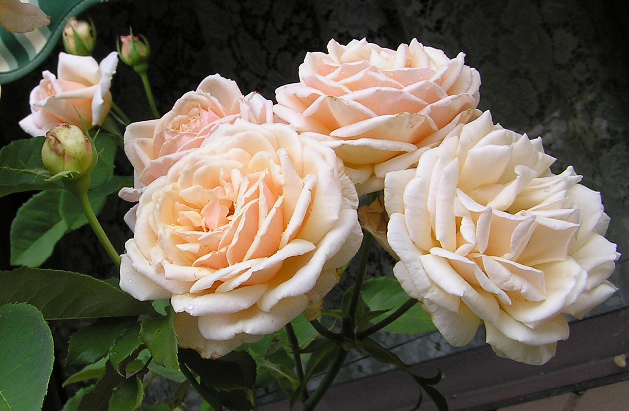 flower rose apricot free photo