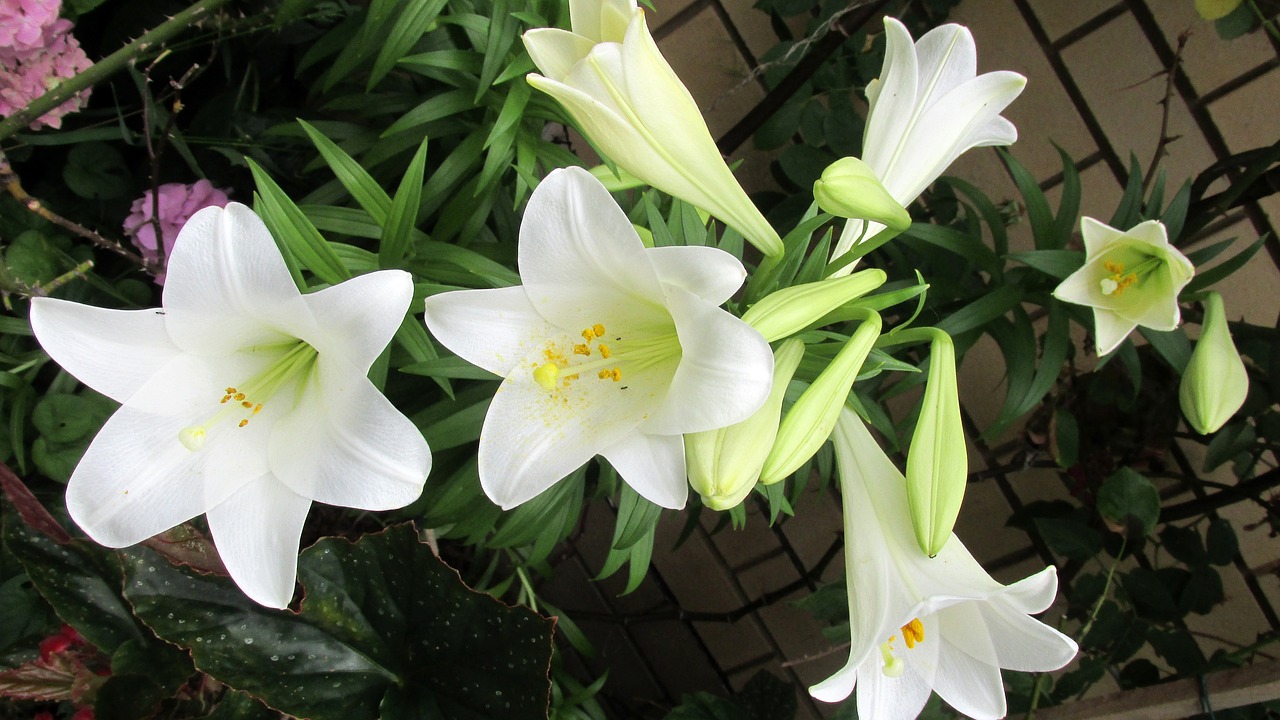 flower lily perfumed free photo