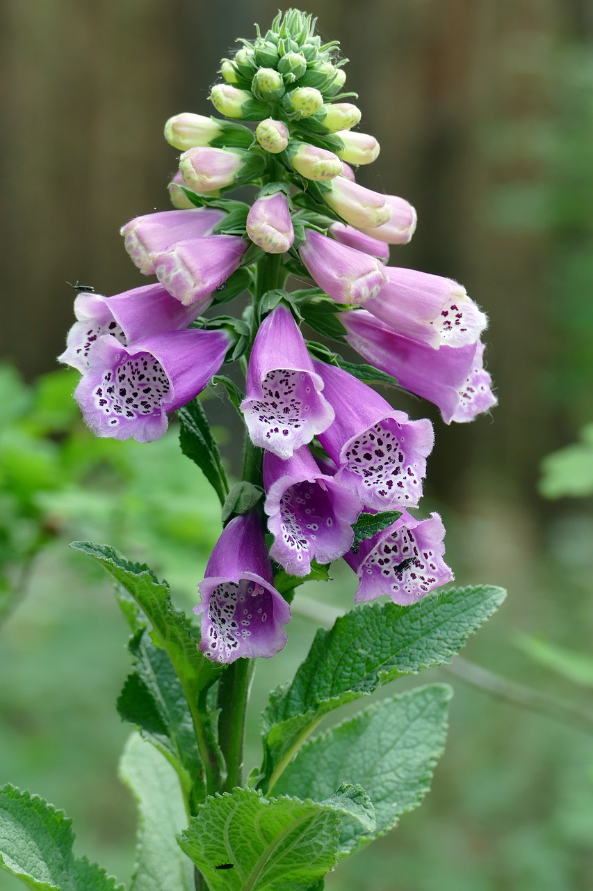 flower thimble forest free photo