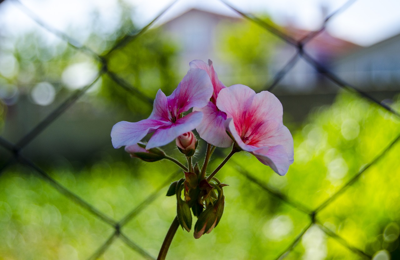 flower background plant free photo