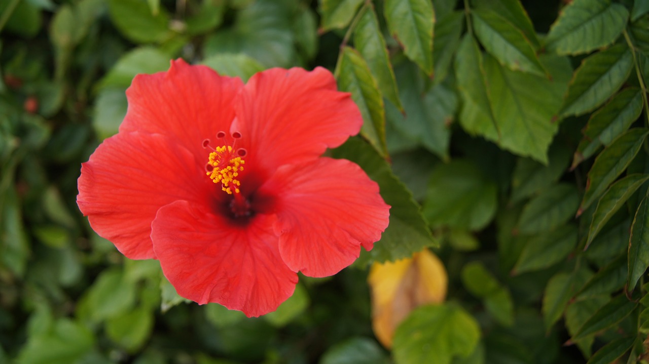 flower hibiscus pink flower free photo