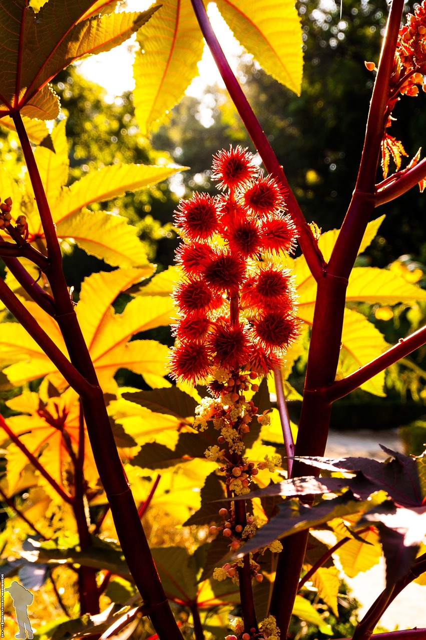 flower nature spring free photo