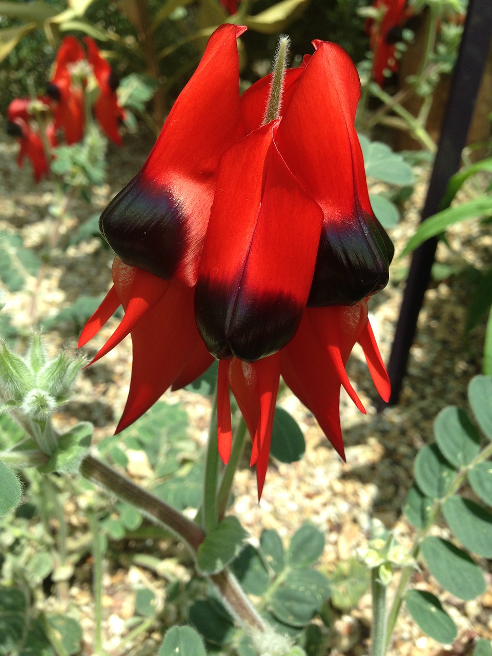 flower red flower flower face free photo