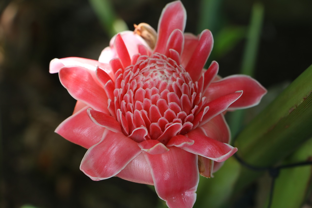 flower pink pink flowers free photo