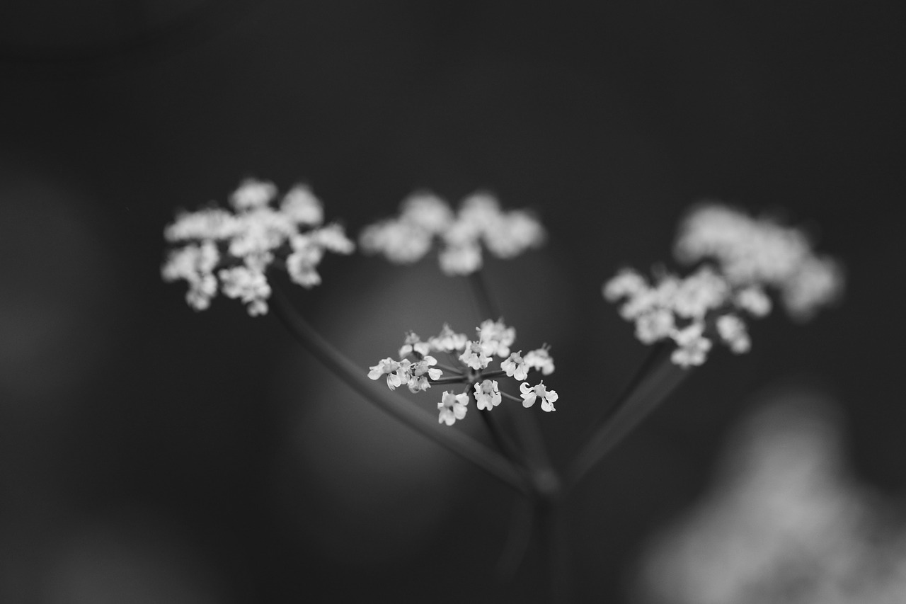 flower spring flowers white free photo