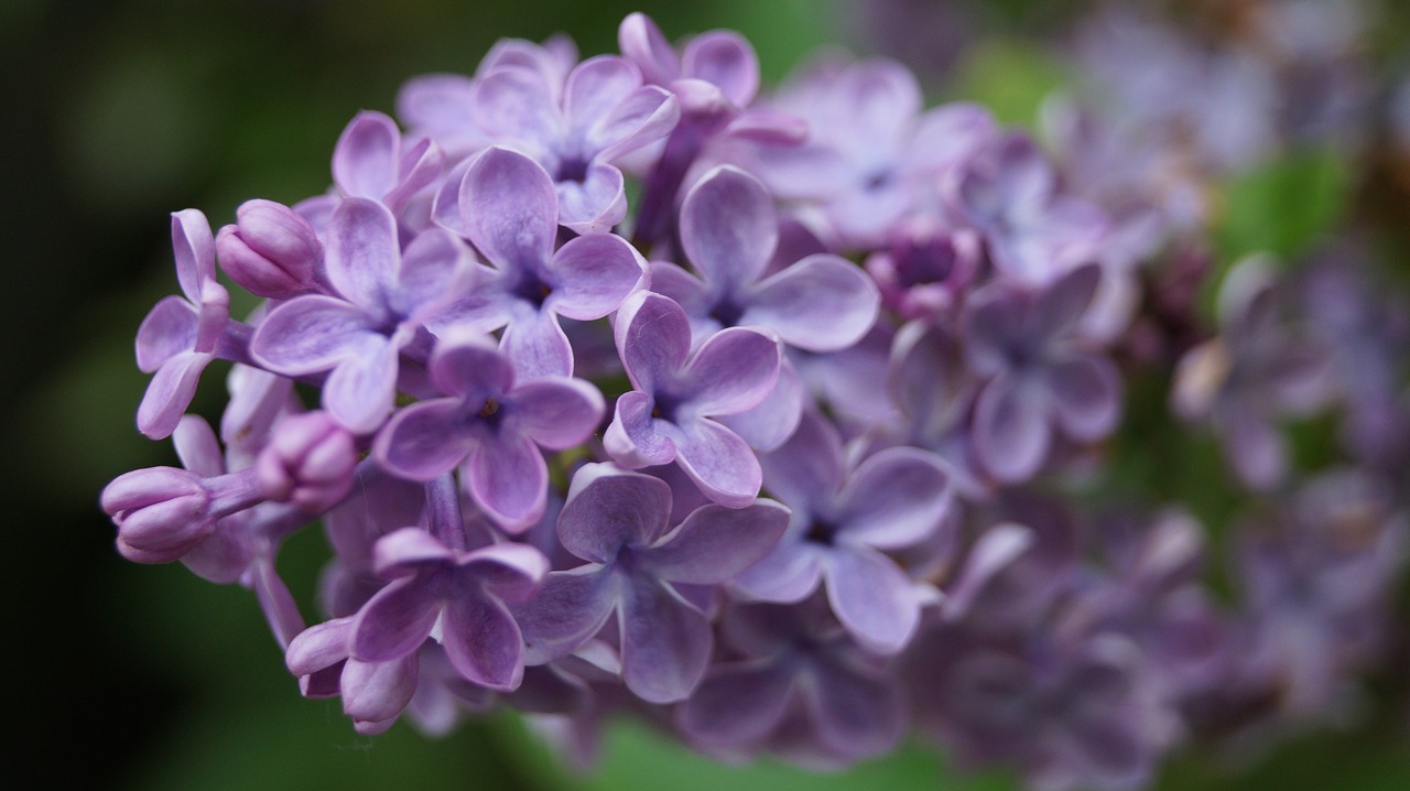 flower lilac purple free photo