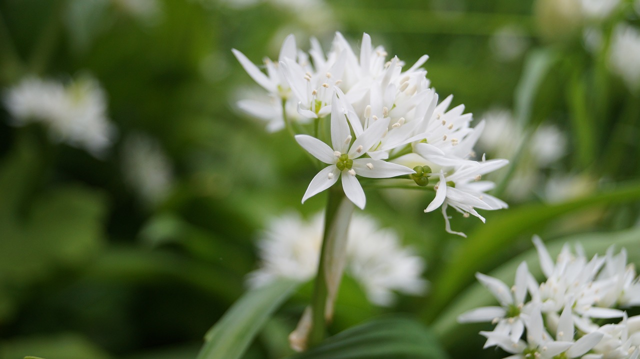 flower bear garlic nature free photo