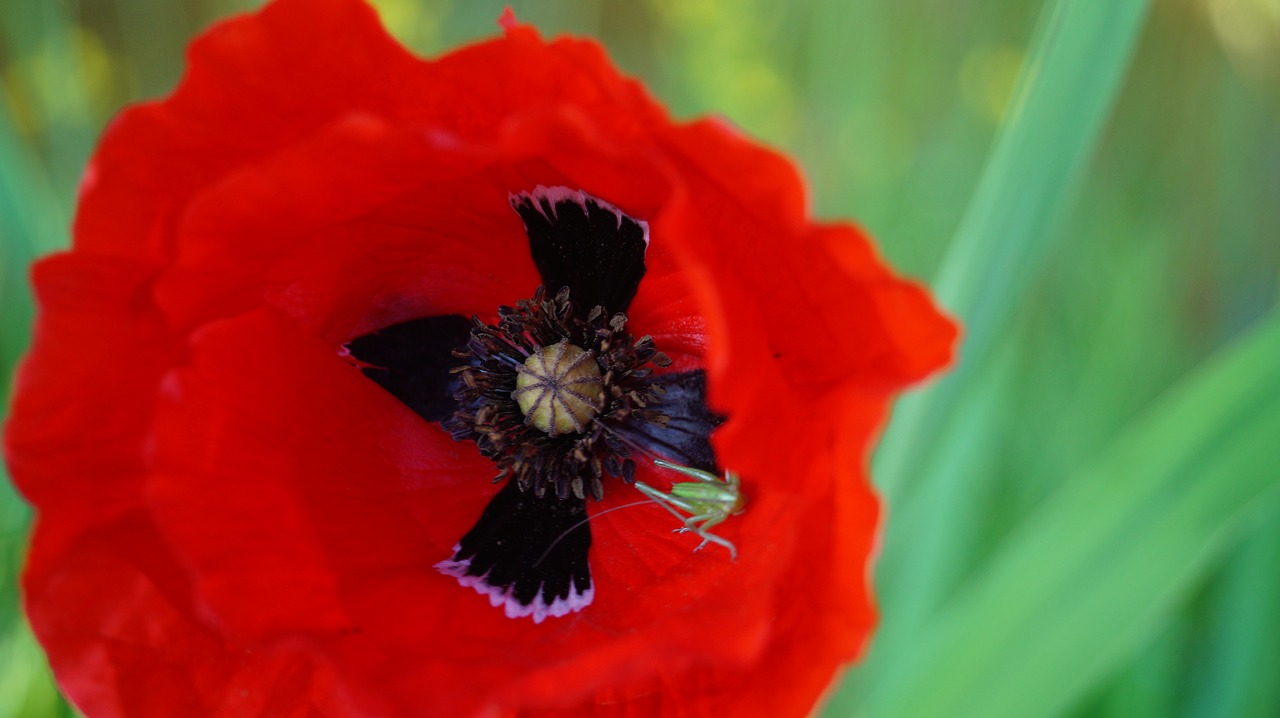 flower poppy nature free photo