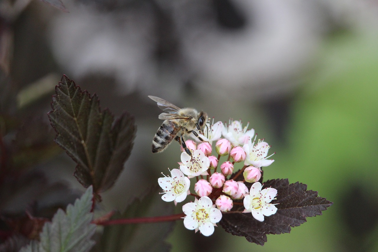 flower bee blossom free photo