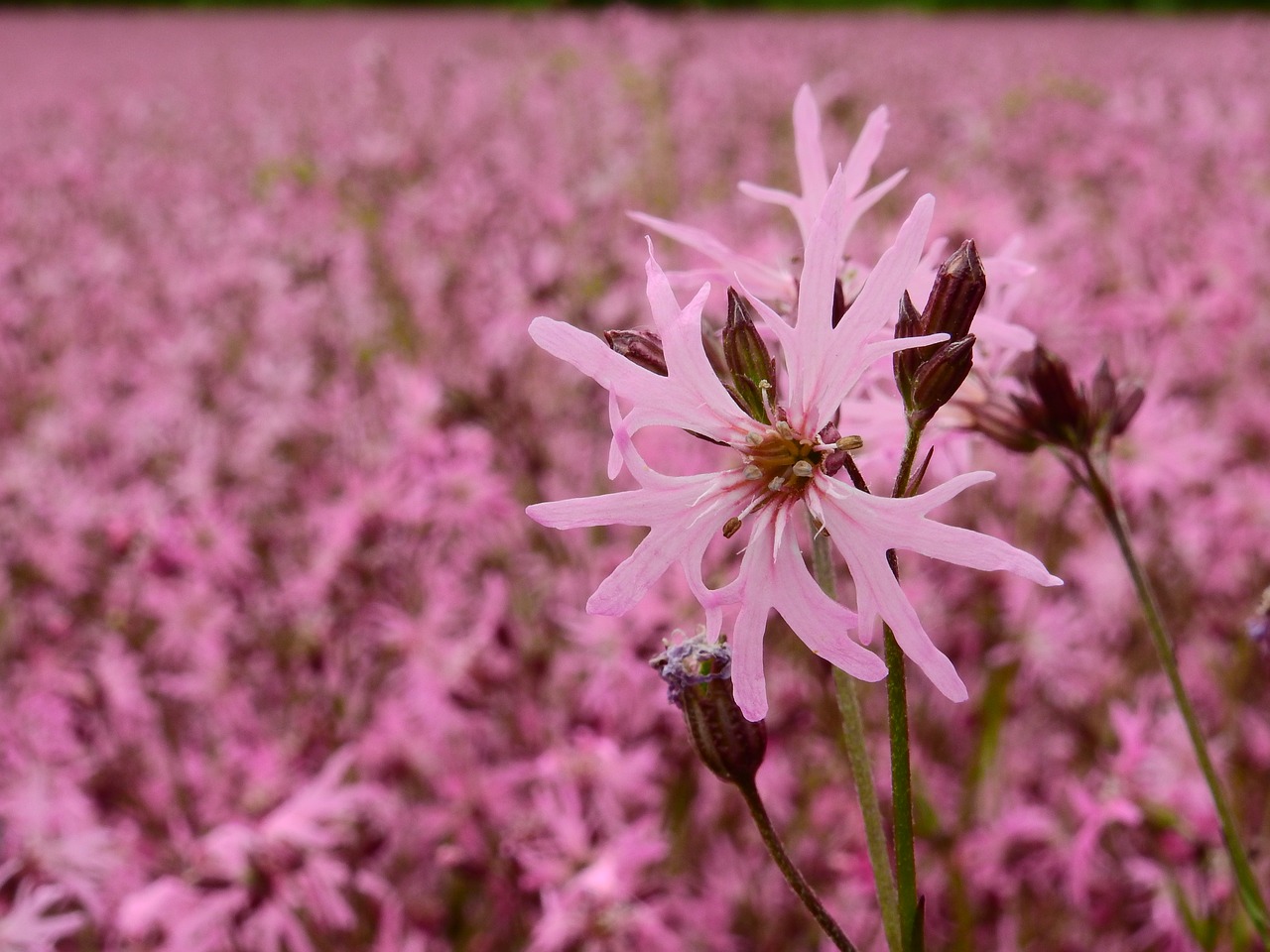 flower blossom bloom free photo