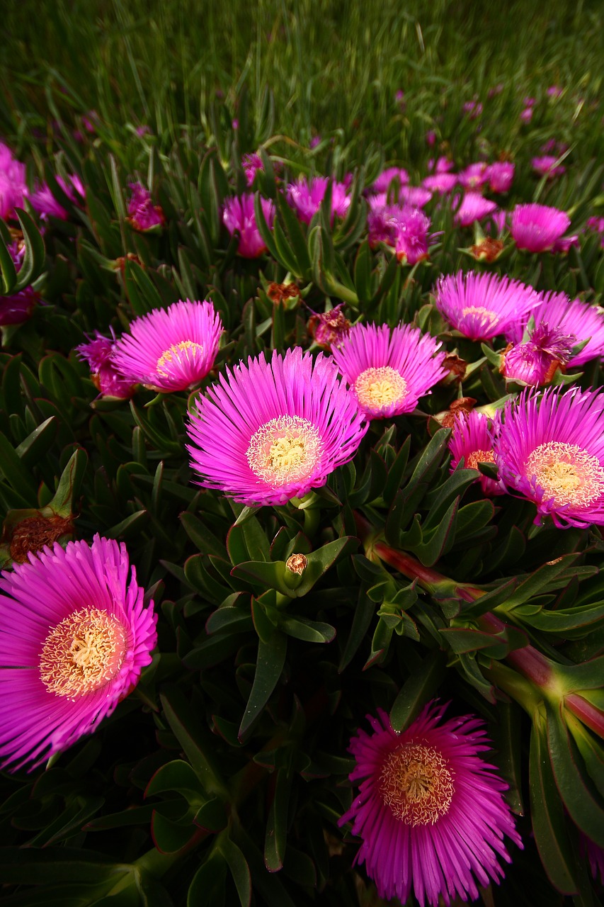 flower macro purple free photo