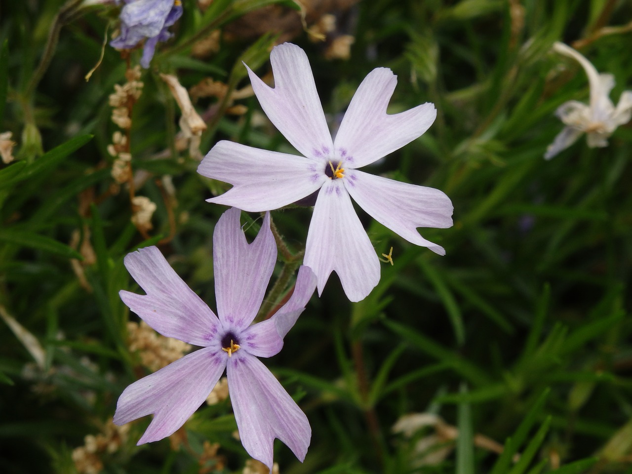 flower purple bloom free photo