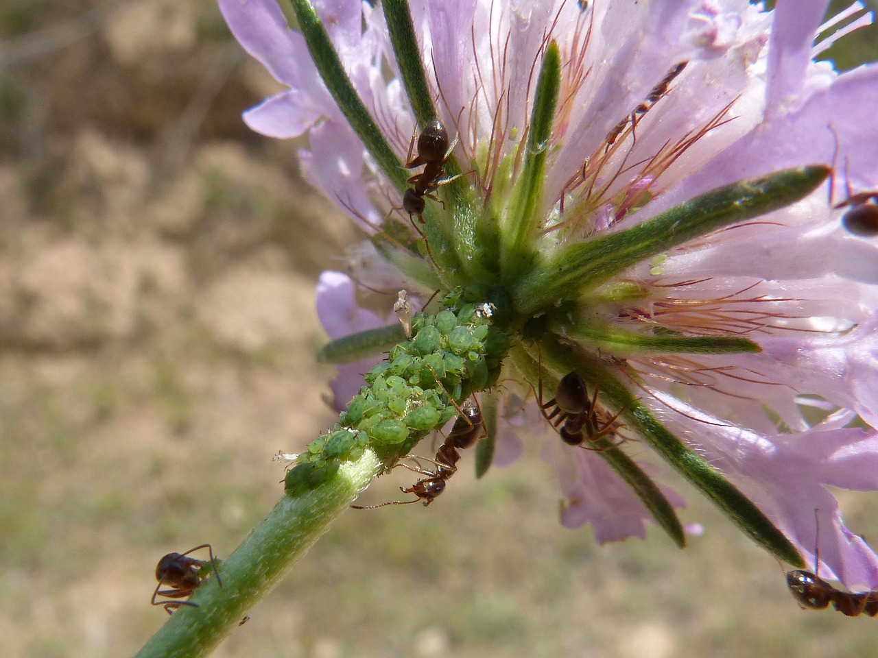 flower aphid aphids free photo