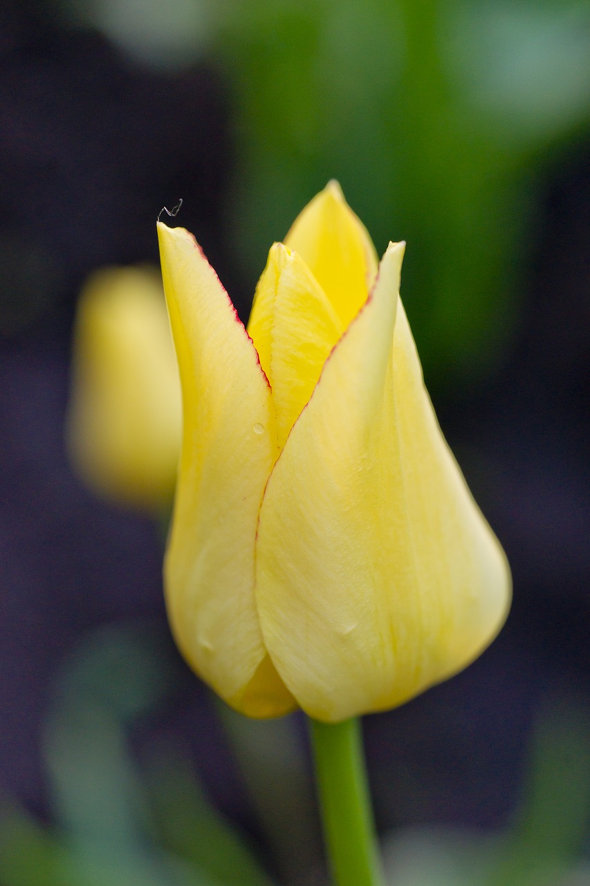flower tulip yellow free photo