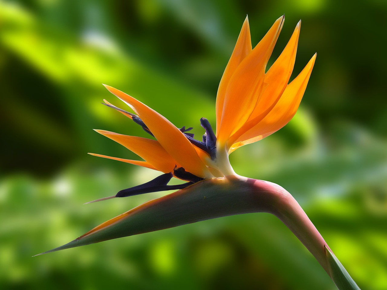 blossom bloom strelitzia free photo