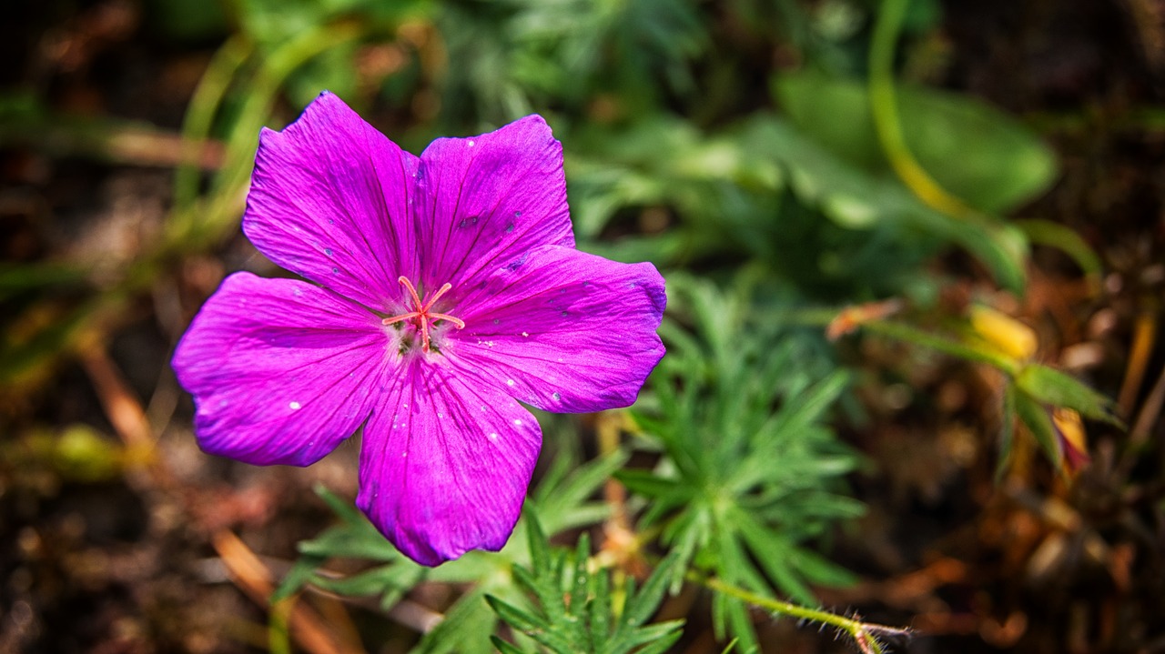 flower garden nature free photo