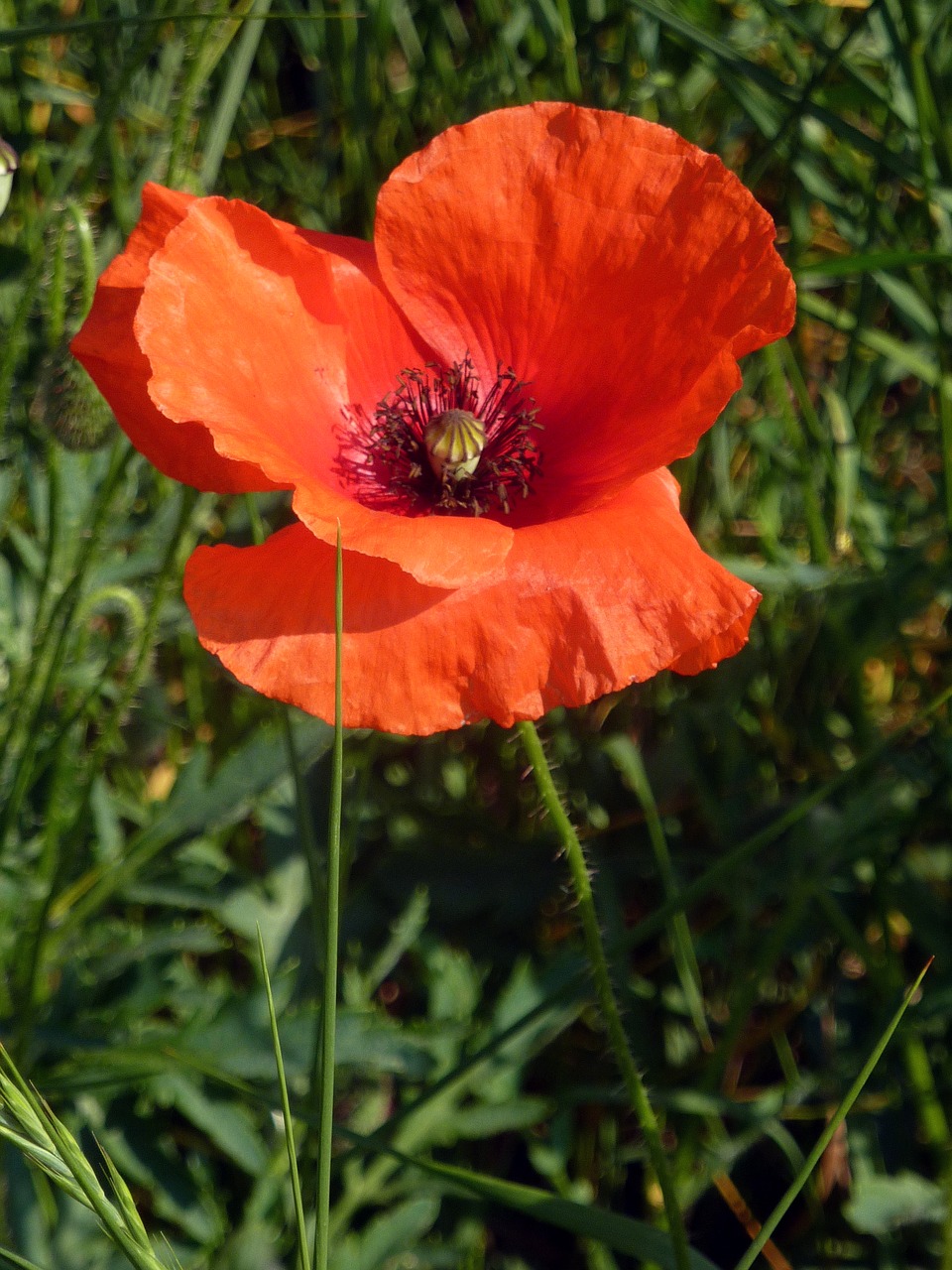 flower poppy nature free photo