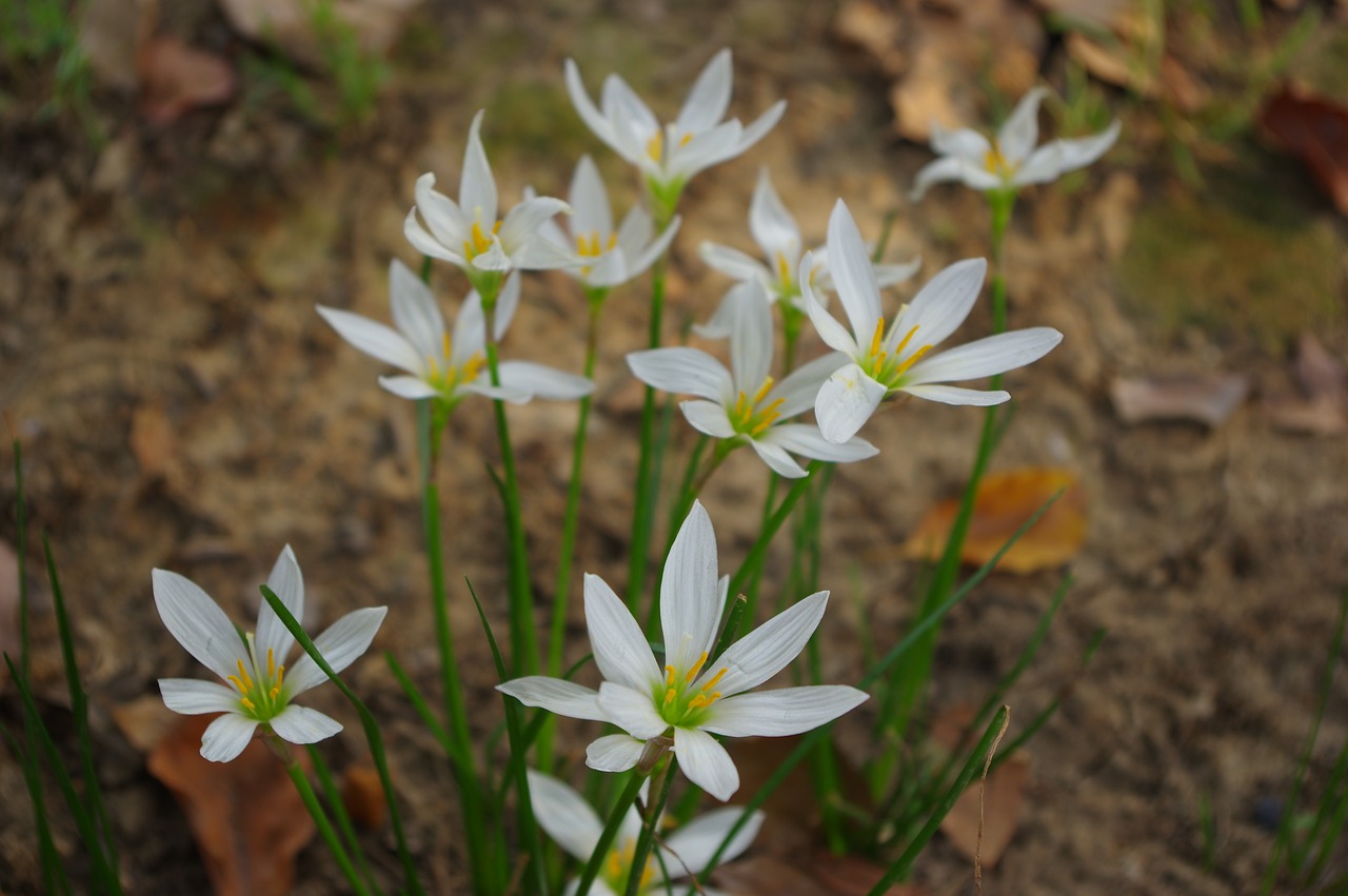 flower autumn white free photo