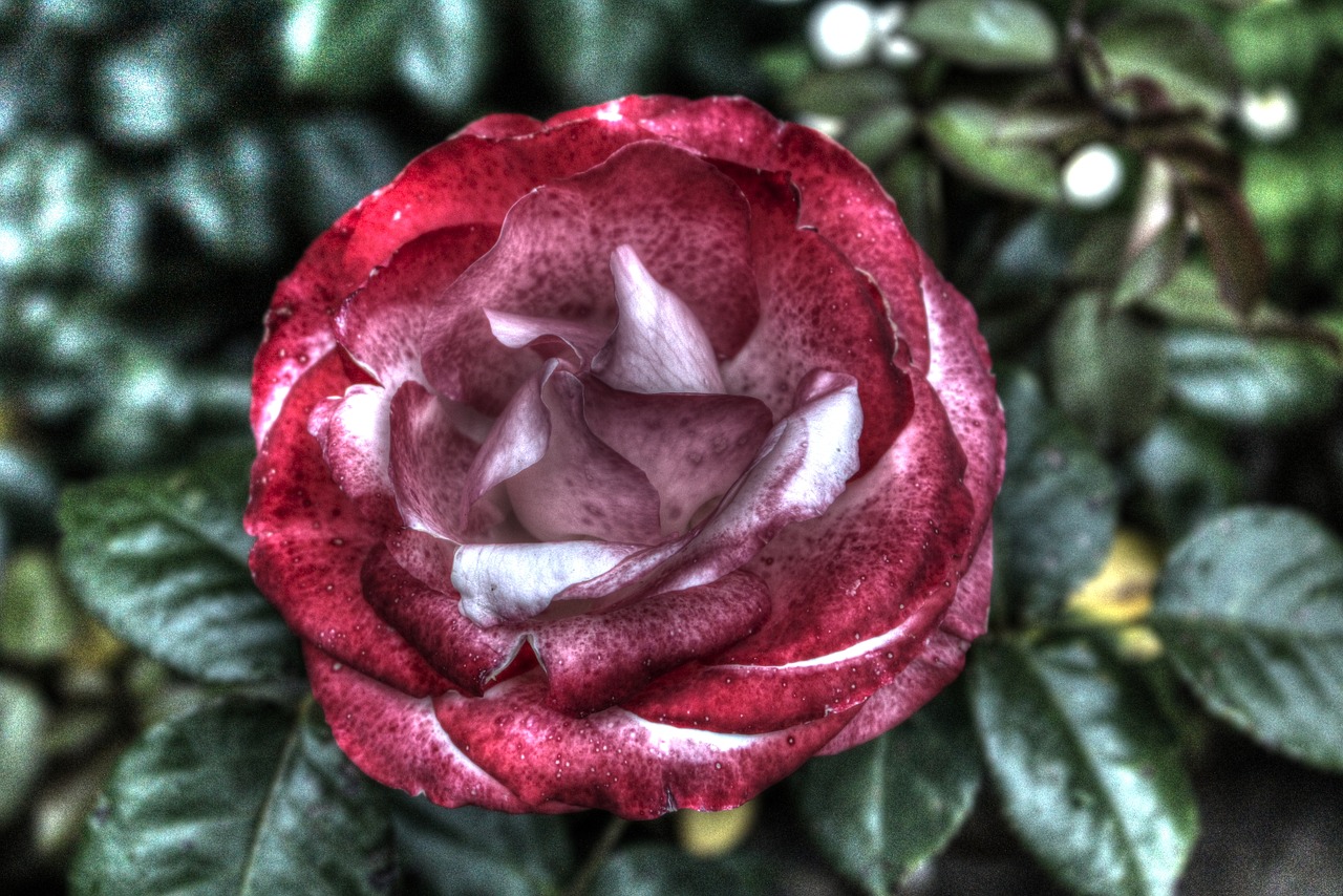 flower hdr plant free photo