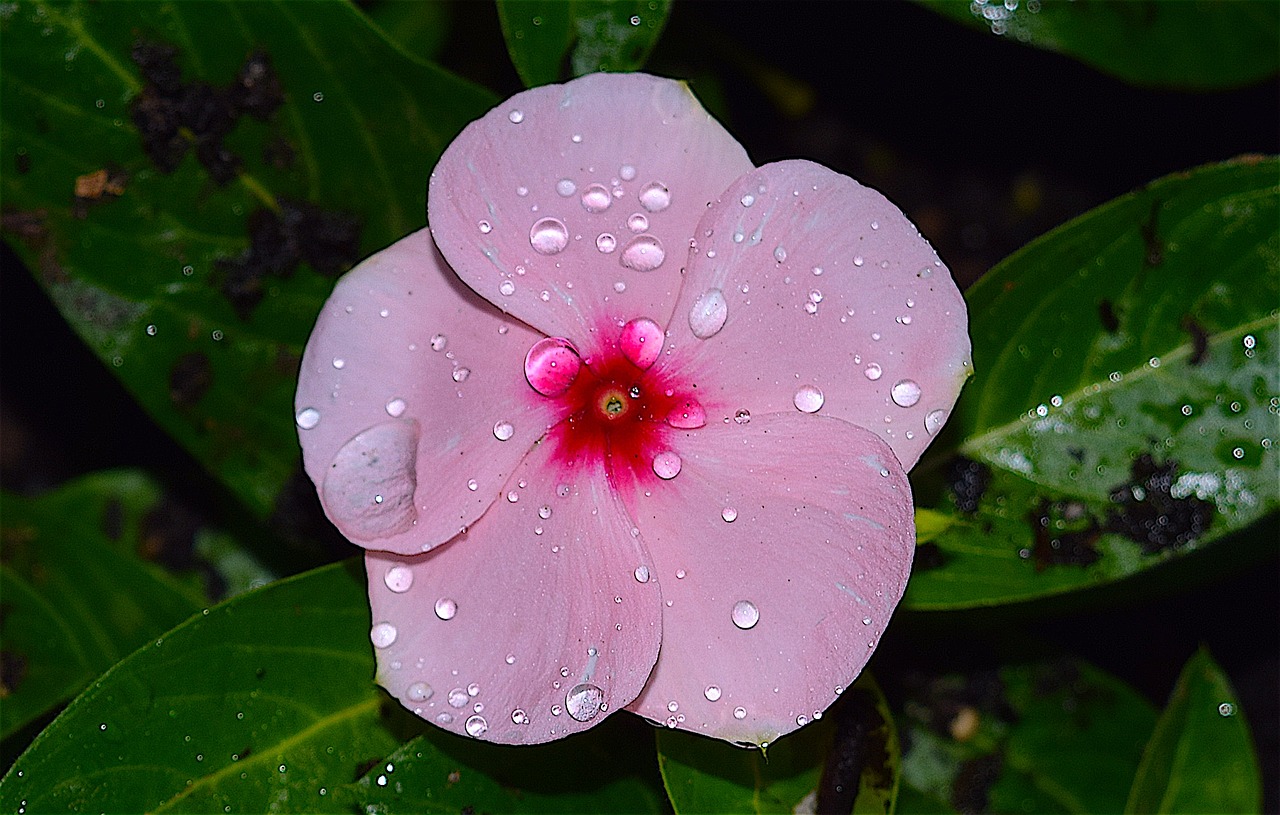 flower rain dew free photo