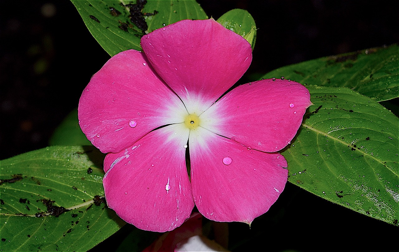 flower rain dew free photo