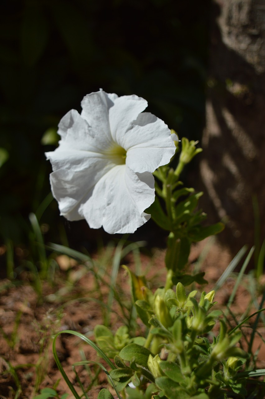 flower white garden free photo