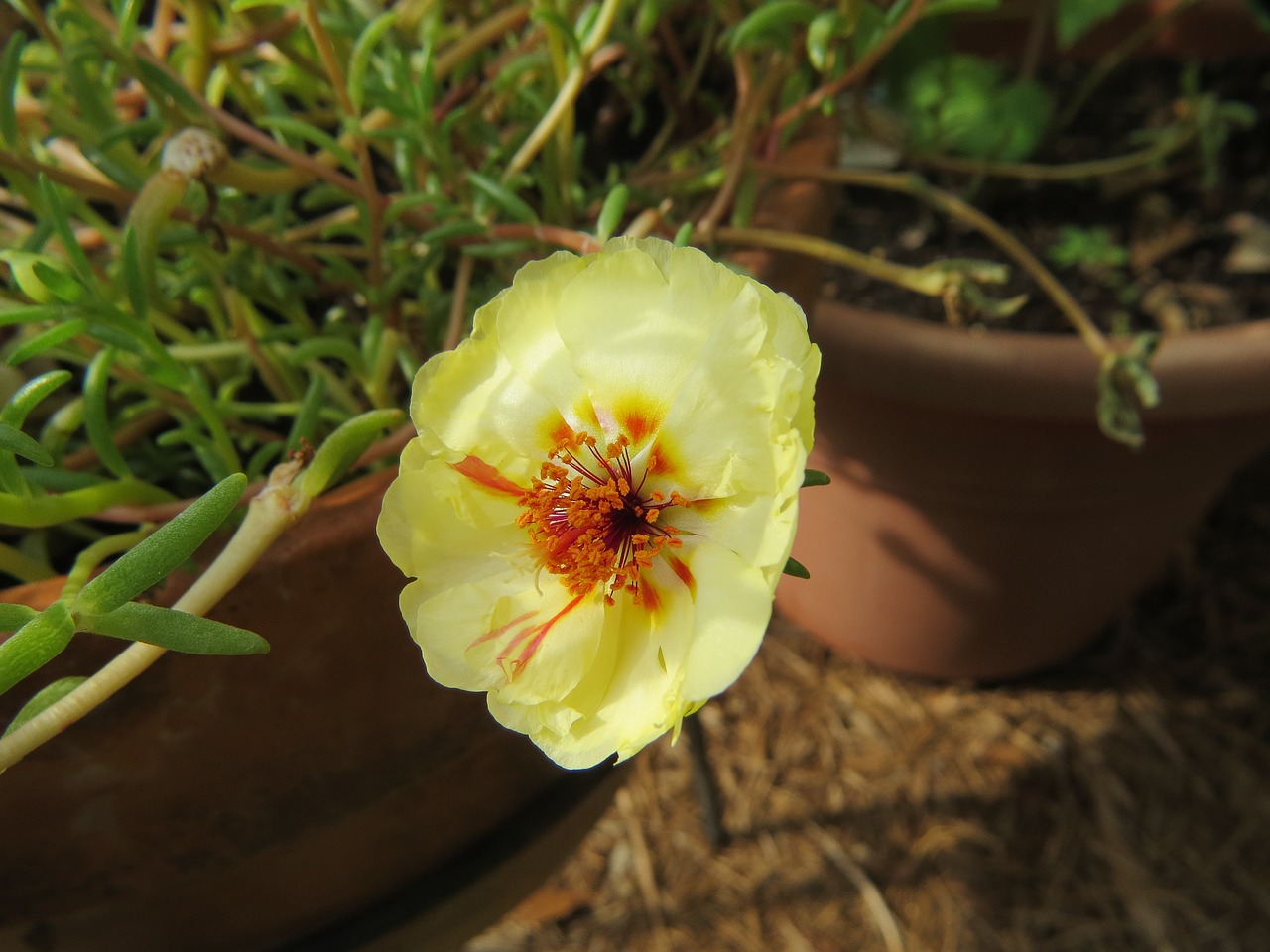 flower yellow bloom free photo