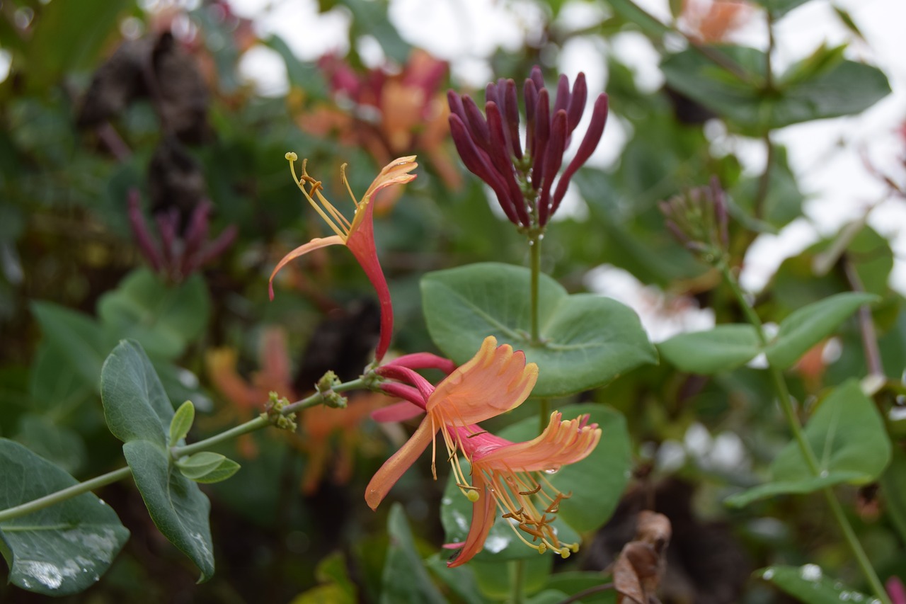 flower honeysuckle garden free photo