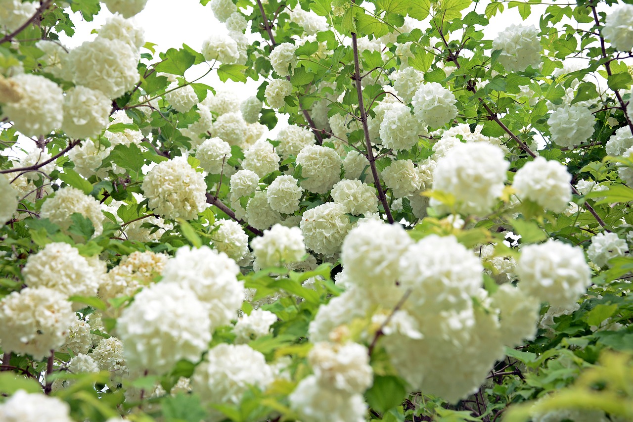 flower white peace free photo