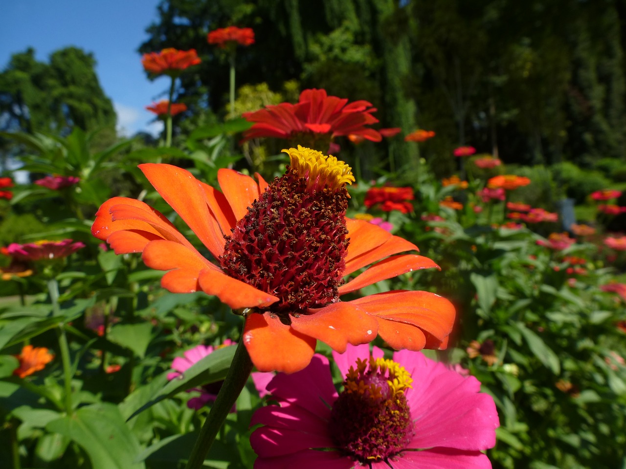 flower orange orange flowers free photo